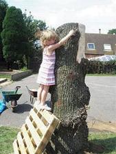 Oak tree stump